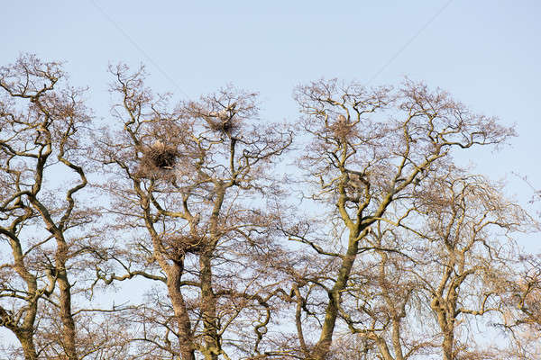 Gray heron colony Stock photo © Arrxxx