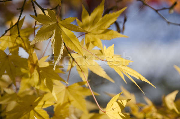 Farbenreich Herbstlaub Zweig gelb Blätter japanisch Stock foto © Arrxxx