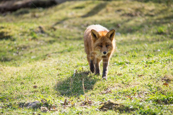Red fox, Vulpes vulpes Stock photo © Arrxxx