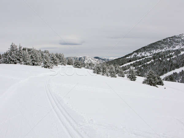 Neve montagna montagna Spagna la albero Foto d'archivio © Arrxxx