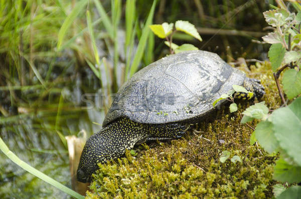 European pond turtle Stock photo © Arrxxx