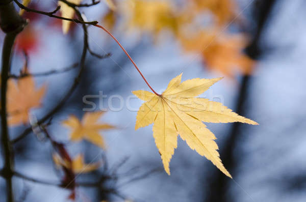 Farbenreich Herbstlaub Zweig gelb Abschied japanisch Stock foto © Arrxxx