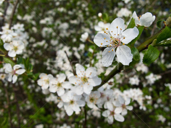 Blackthorn blooming, Prunus spinosa Stock photo © Arrxxx