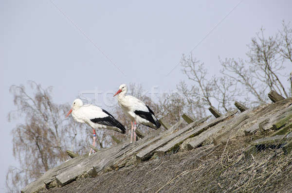 White storks on the nest (Ciconia ciconia) Stock photo © Arrxxx