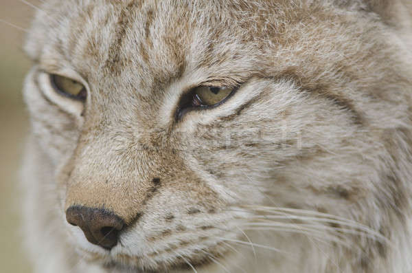 Portrait of a Eurasian lynx, Lynx lynx Stock photo © Arrxxx