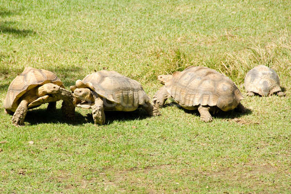 Afrikai teknősbéka óriás csoport állat teknős Stock fotó © Arrxxx
