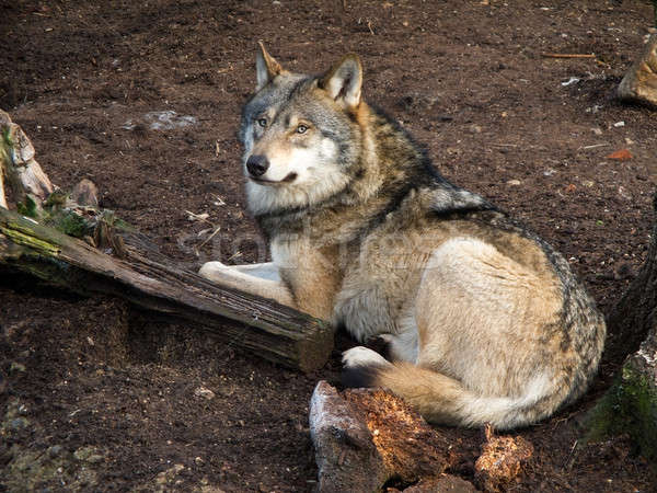 Gray Wolf, Canis lupus Stock photo © Arrxxx