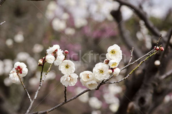 Stock photo: Plum flowers