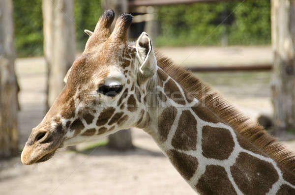 Head of a young giraffe Stock photo © Arrxxx