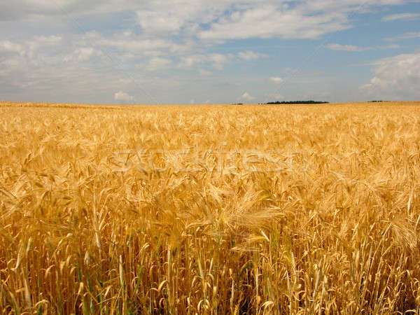 Campo di grano nuvoloso cielo blu alimentare campo Foto d'archivio © Arrxxx