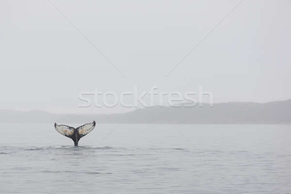 Humpback whales Stock photo © Arrxxx