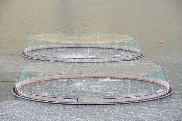 Salmon farm fish net Stock photo © Arrxxx