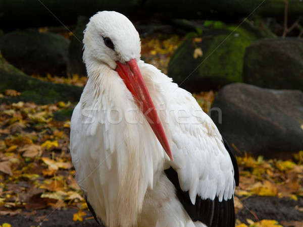 Weiß Storch ruhend Blätter Steine Stock foto © Arrxxx