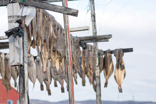 Greenland halibut drying on a wooden rack Stock photo © Arrxxx