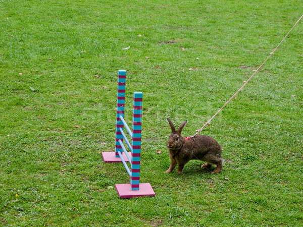 Rabbit in show jumping competition Stock photo © Arrxxx