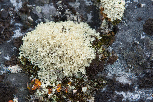 Lichen and tundra vegetation Stock photo © Arrxxx