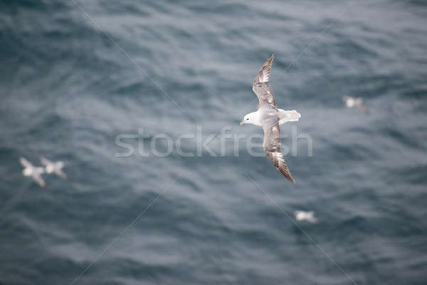 Settentrionale battenti acqua natura Ocean Foto d'archivio © Arrxxx