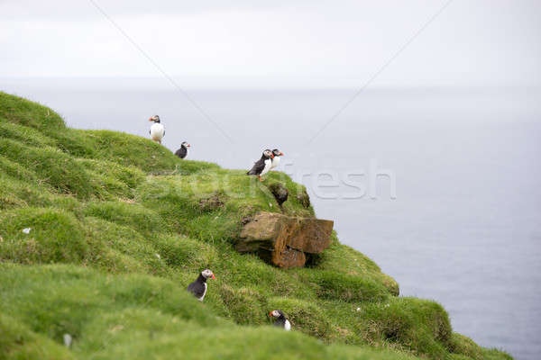 Atlantic puffins, Fratercula arctica in its colony Stock photo © Arrxxx