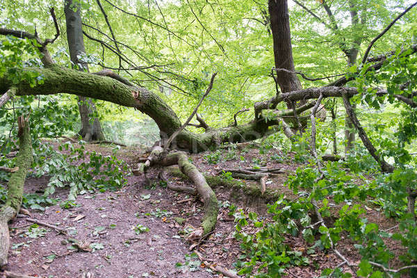 Floresta quebrado carvalho dano tempestade árvore Foto stock © Arrxxx