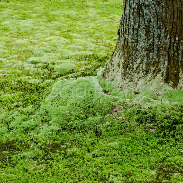 Tree and moss Stock photo © Arrxxx