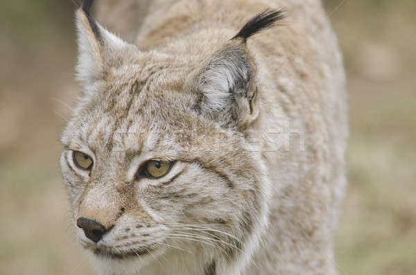 Lince piedi guardare fuori alimentare faccia Foto d'archivio © Arrxxx