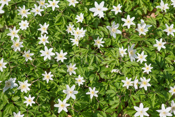 Legno fiore primavera luce verde Foto d'archivio © Arrxxx