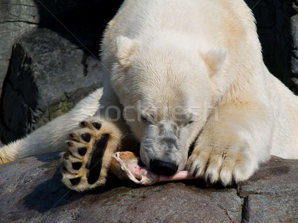 Niedźwiedzia polarnego jedzenie kawałek konia nogi wody Zdjęcia stock © Arrxxx