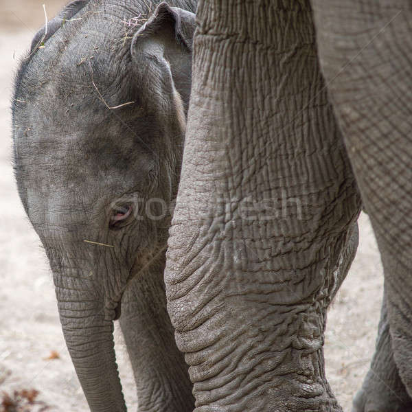 Baby elephant Stock photo © Arrxxx