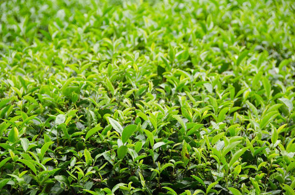 Japanese tè verde impianto fresche foglie natura Foto d'archivio © Arrxxx