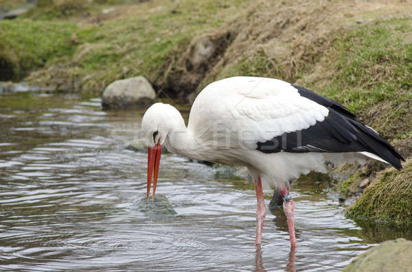 White stork at lake (Ciconia ciconia) Stock photo © Arrxxx