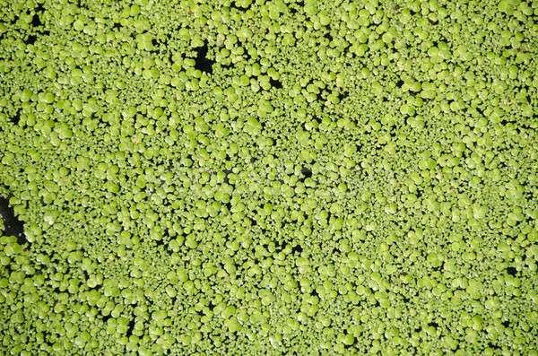 Background of Lemna floating plants Stock photo © Arrxxx