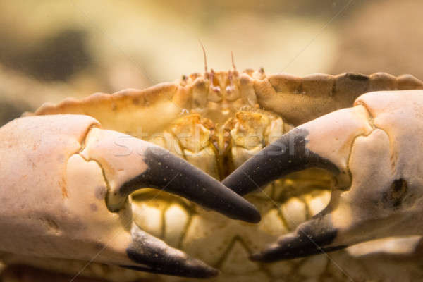Krebs essbar Krabbe braun lebendig Wasser Stock foto © Arrxxx