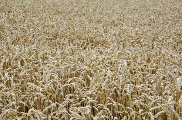 Campo di grano sfondo foto semi estate Foto d'archivio © Arrxxx