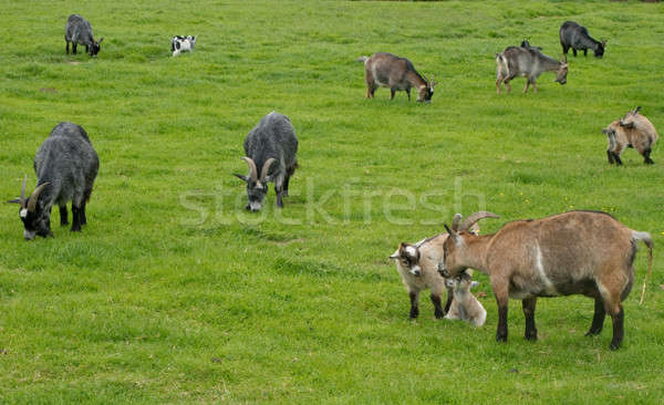Goats grazing on a meadow Stock photo © Arrxxx