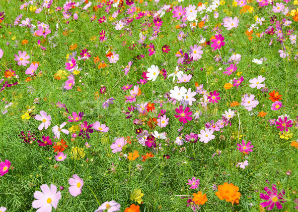 Foto stock: Campo · flores · otono · blanco · japonés · rosa