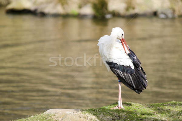 White stork at a lake (Ciconia ciconia) Stock photo © Arrxxx