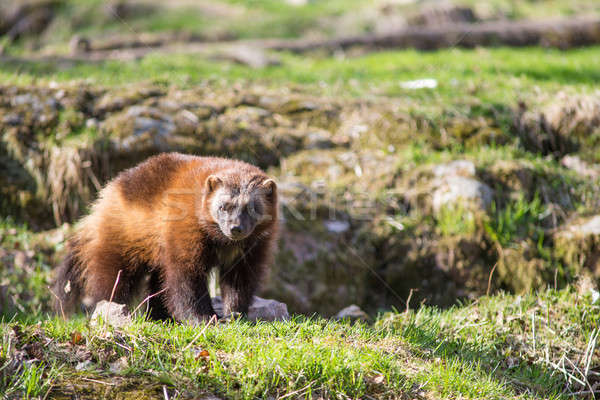 Vergadering weide stinkdier beer natuur dier Stockfoto © Arrxxx
