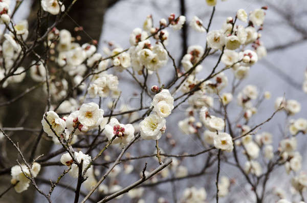 Prugna fiori fiori bianchi albero primavera Pasqua Foto d'archivio © Arrxxx