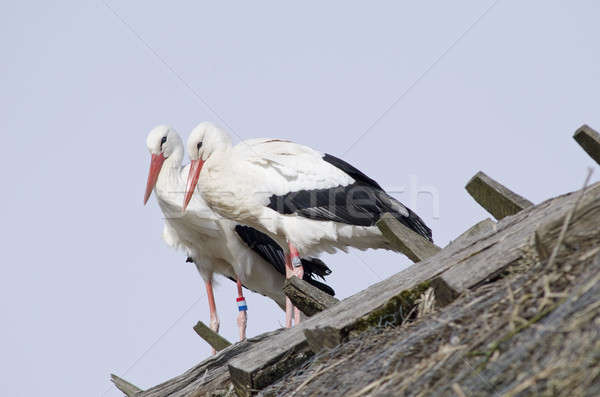 White storks on a roof (Ciconia ciconia) Stock photo © Arrxxx