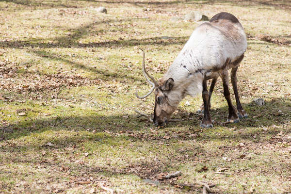 Reindeer, Rangifer tarandus eating grass Stock photo © Arrxxx