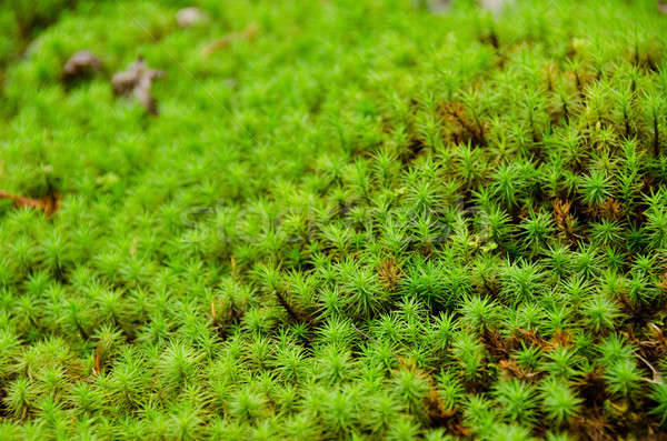 Muschio primo piano foresta verde primavera natura Foto d'archivio © Arrxxx