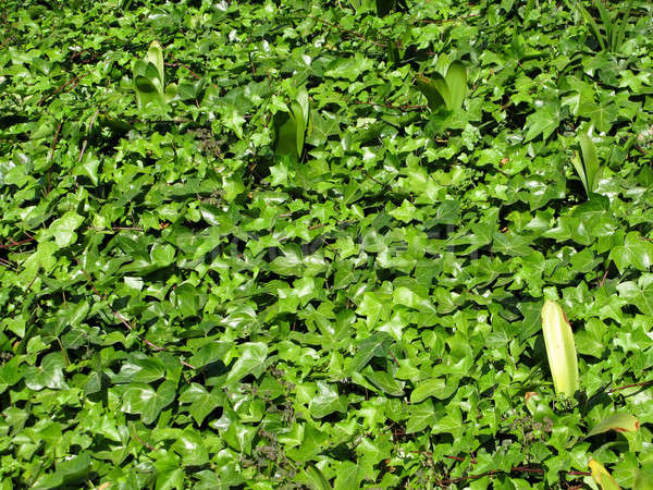 green leaves of ivy Stock photo © Arrxxx