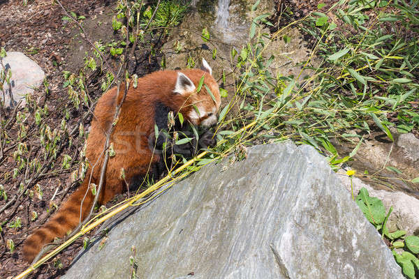 Red panda, Ailurus fulgens Stock photo © Arrxxx