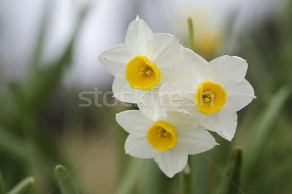 Giunchiglia fiori bella giallo primavera Pasqua Foto d'archivio © Arrxxx