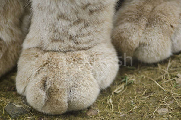 Paw of a Eurasian Lynx, Lynx lynx Stock photo © Arrxxx