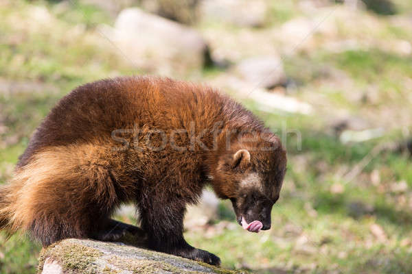 Vergadering weide stinkdier beer natuur dier Stockfoto © Arrxxx