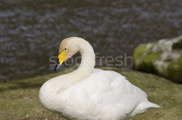 Whooper Swan, Cygnus cygnus Stock photo © Arrxxx