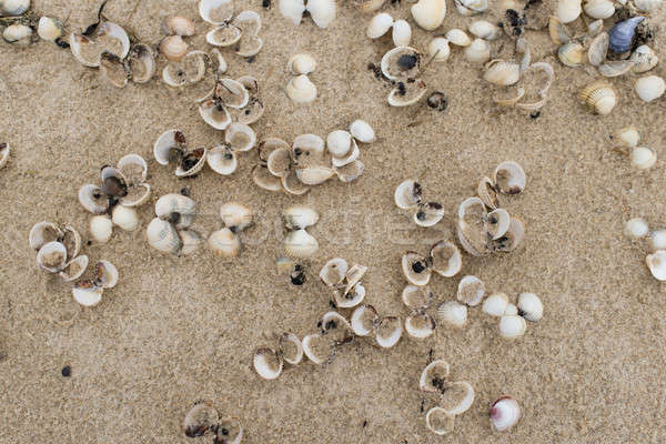 Foto stock: Vazio · conchas · praia · areia · abstrato · fundo