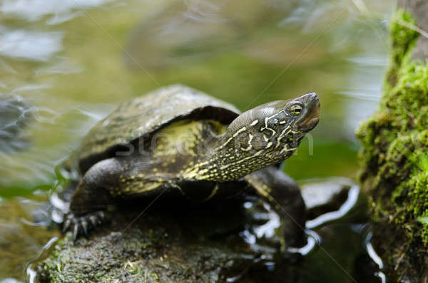 Çin gölet kaplumbağa oturma taş su Stok fotoğraf © Arrxxx