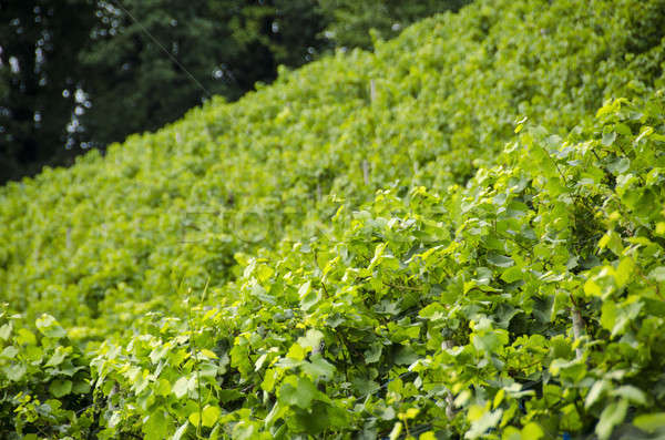 Vigneto verde vite impianti Hill alimentare Foto d'archivio © Arrxxx